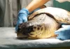 Marche, il Cras in tre anni ha recuperato 11.715 animali