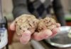 Approvati i criteri e le modalità operative per l’istituzione del tavolo permanente di filiera sul tartufo