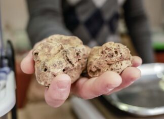 Approvati i criteri e le modalità operative per l’istituzione del tavolo permanente di filiera sul tartufo