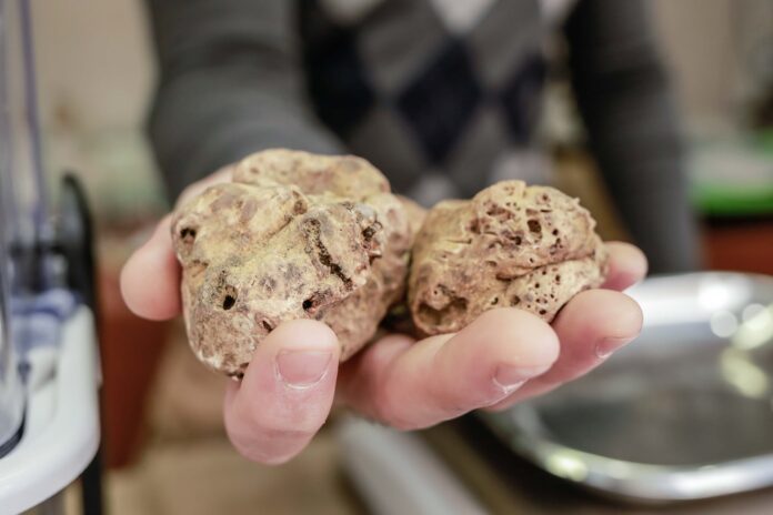 Tartufo Bianco Pregiato delle Marche
