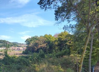 Pollegioni (Udc): “La tratta ferroviaria Fano Urbino venga almeno pulita”