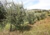 Coldiretti Pesaro Urbino, olio: quantità e qualità ma pesano i rincari