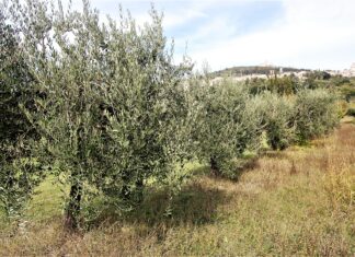 Coldiretti Marche: “Olio Cartoceto dop, prosciutto di Carpegna e casciotta di Urbino ingiustamente dietro la lavagna dell’etichetta a colori Nutriscore”
