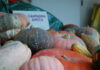 Halloween – Arriva Zucca Day, Campagna Amica in festa: biodiversità in mostra, laboratori di intaglio e consigli in cucina