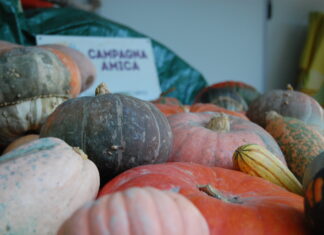 Halloween – Arriva Zucca Day, Campagna Amica in festa: biodiversità in mostra, laboratori di intaglio e consigli in cucina