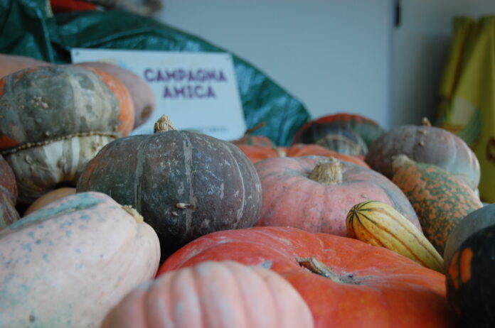 zucca (4)
