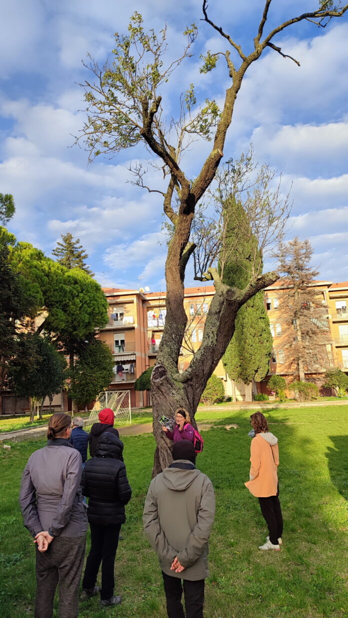 Mandorlo dopo