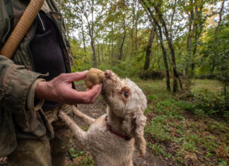 Tartufo, la Regione accoglie le richieste di Acqualagna e Sant’Angelo in Vado. Prezzi più bassi e prolungamento della stagione di raccolta