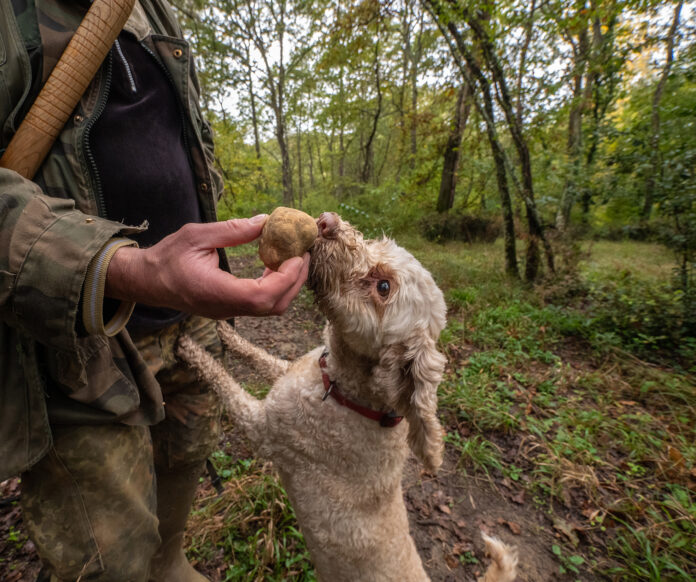 Hunting,Truffles,,A,Dog,Just,Found,A,Rare,White,Truffle