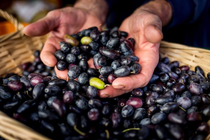 olive al banco di un produttore