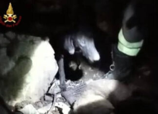 Cagli, vigili del fuoco salvano tre cani da caccia rimasti intrappolati in una grotta