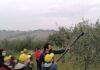 Coldiretti Marche: “Dopo l’enoturismo, necessaria una legge anche per l’olio turismo”