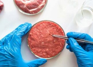 Marchigiani a difesa del cibo italiano e contro quello prodotto in laboratorio: anche la Regione e oltre 70 Comuni si schierano con i cittadini