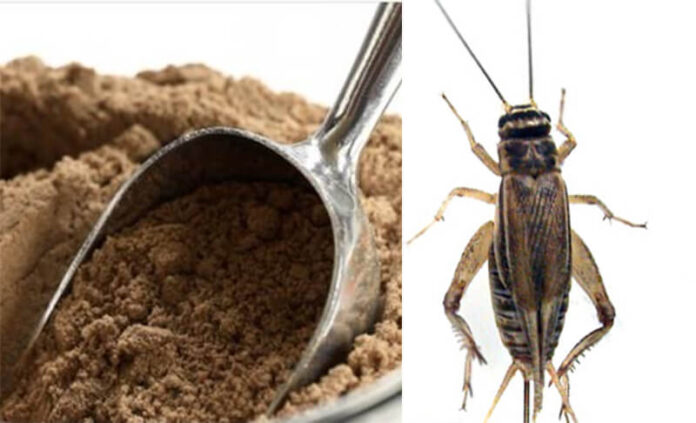 Perche-mangiare-farina-di-Grillo-e-tutte-le-caratteristiche
