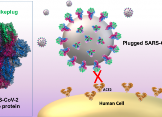 Da Uniurb nuove molecole contro SARS-Cov-2: importante passo avanti grazie al lavoro del Dipartimento di Scienze Biomolecolari