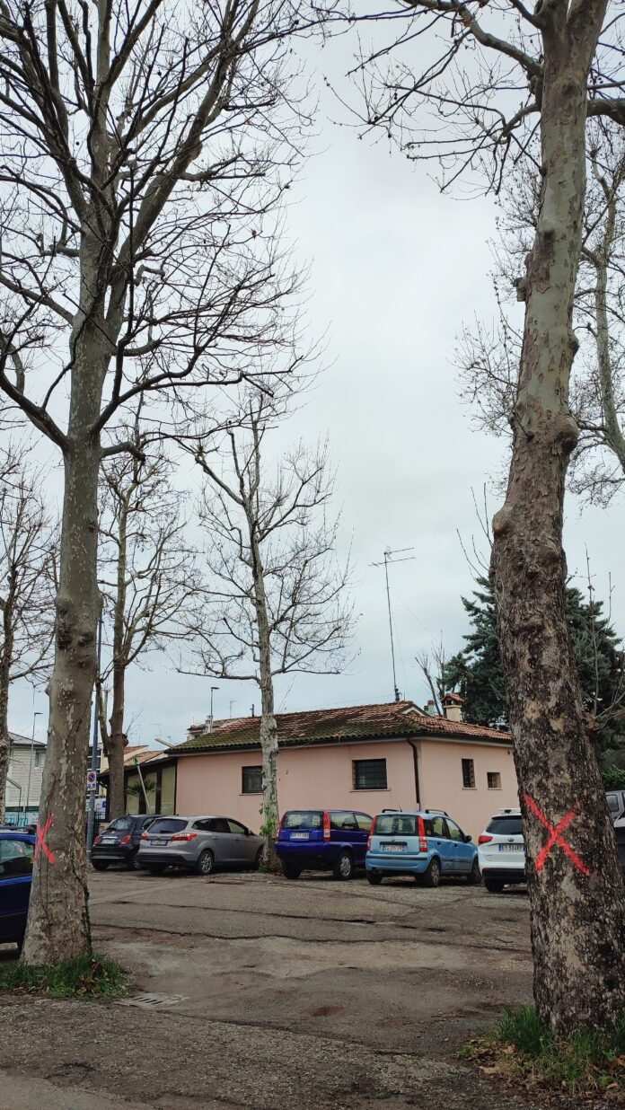 alberi X