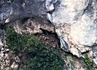 Furlo, coppia di aquile reali inizia nidificazione