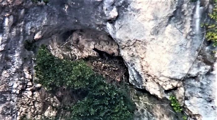 aquile uno