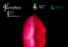 Festa della donna, a Montemaggiore al Metauro sabato 11 marzo “V.agina” di e con Giulia Bellucci