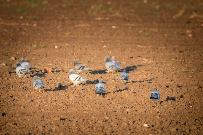 Rooks and pigeons gather up the grain after sowing