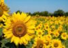 Produzione di girasole a rischio nelle Marche