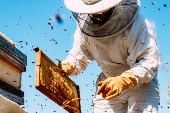 Apicoltore al lavoro (1)
