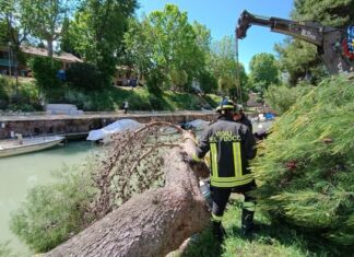 Fano, maltempo: grosso pino caduto su un’imbarcazione ormeggiata