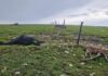 Cavalli del Catria morti sotto una scarica di fulmini
