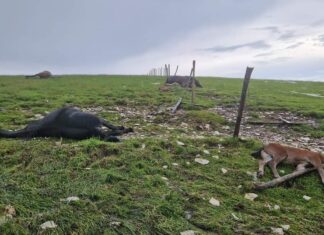 Cavalli del Catria morti sotto una scarica di fulmini