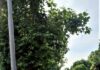 Fano, viale Mariotti: “Ok al marciapiede ma va riqualificata la strada con gli alberi laddove sono stati abbattuti”