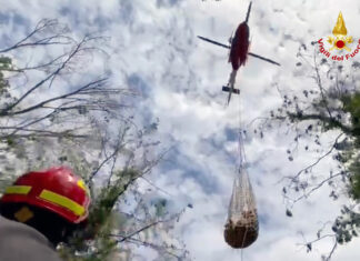 Colli al Metauro: vitello finito nel dirupo salvato dai vigili del fuoco con l’ausilio dell’elicottero
