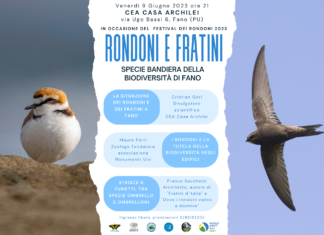 “Rondoni e fratini. Specie bandiera della biodiversità di Fano”: incontro il 9 giugno