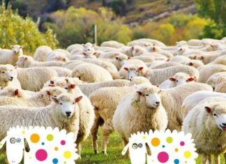 Piobbico, torna il Festival delle pecore a puà nel borgo di Bacciardi