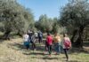 Serfilippi (Lega): “Oleturismo, una legge regionale che valorizza il nostro territorio”