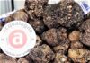 Acqualagna, Fiera del tartufo nero estivo, due giornate all’insegna del gusto e della sostenibilità