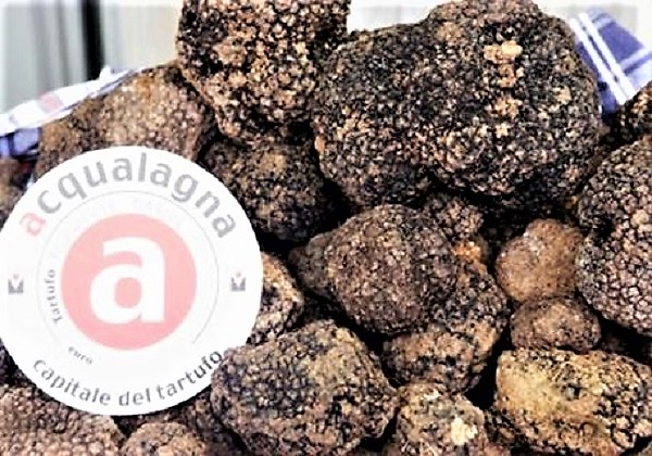 Tartufo nero estivo di Acqualagna