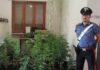 A Frontone denunciato un 30enne per coltivazione di cannabis