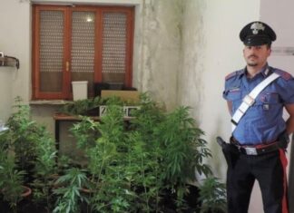A Frontone denunciato un 30enne per coltivazione di cannabis