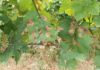 Coldiretti Marche, sos peronospora nei vigneti: produzione a rischio