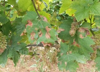 Coldiretti Marche, sos peronospora nei vigneti: produzione a rischio