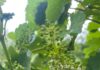 L’agricoltura marchigiana colpita dalla tempesta perfetta