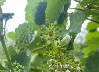 L’agricoltura marchigiana colpita dalla tempesta perfetta