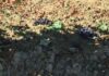 Coldiretti Marche, vendemmia 2023: poco vino ma di ottima qualità