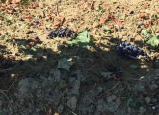 Coldiretti Marche, vendemmia 2023: poco vino ma di ottima qualità