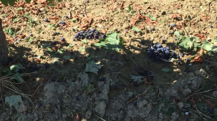 Uva a terra dopo la grandine