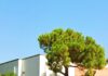 Fano, parcheggi Ex Agip… Salvate il pino!
