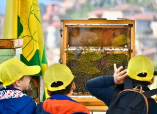 Coldiretti Marche, miele in calo per la troppa pioggia: settore in difficoltà