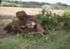 Fossombrone: troncone di quercia s’abbatte su un’auto in transito sulla Flaminia conducente salvo per miracolo
