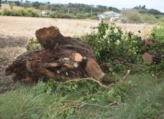 Fossombrone: troncone di quercia s’abbatte su un’auto in transito sulla Flaminia conducente salvo per miracolo