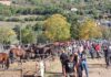 Cantiano Fiera Cavalli, domenica 15 ottobre atto secondo